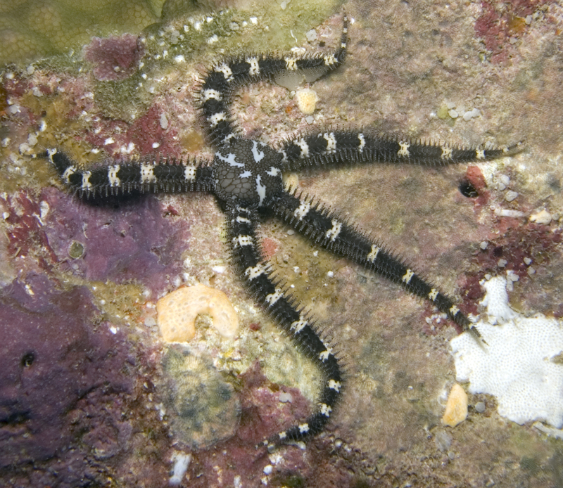 Ophiocoma robillardi